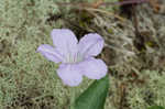 Fringeleaf wild petunia